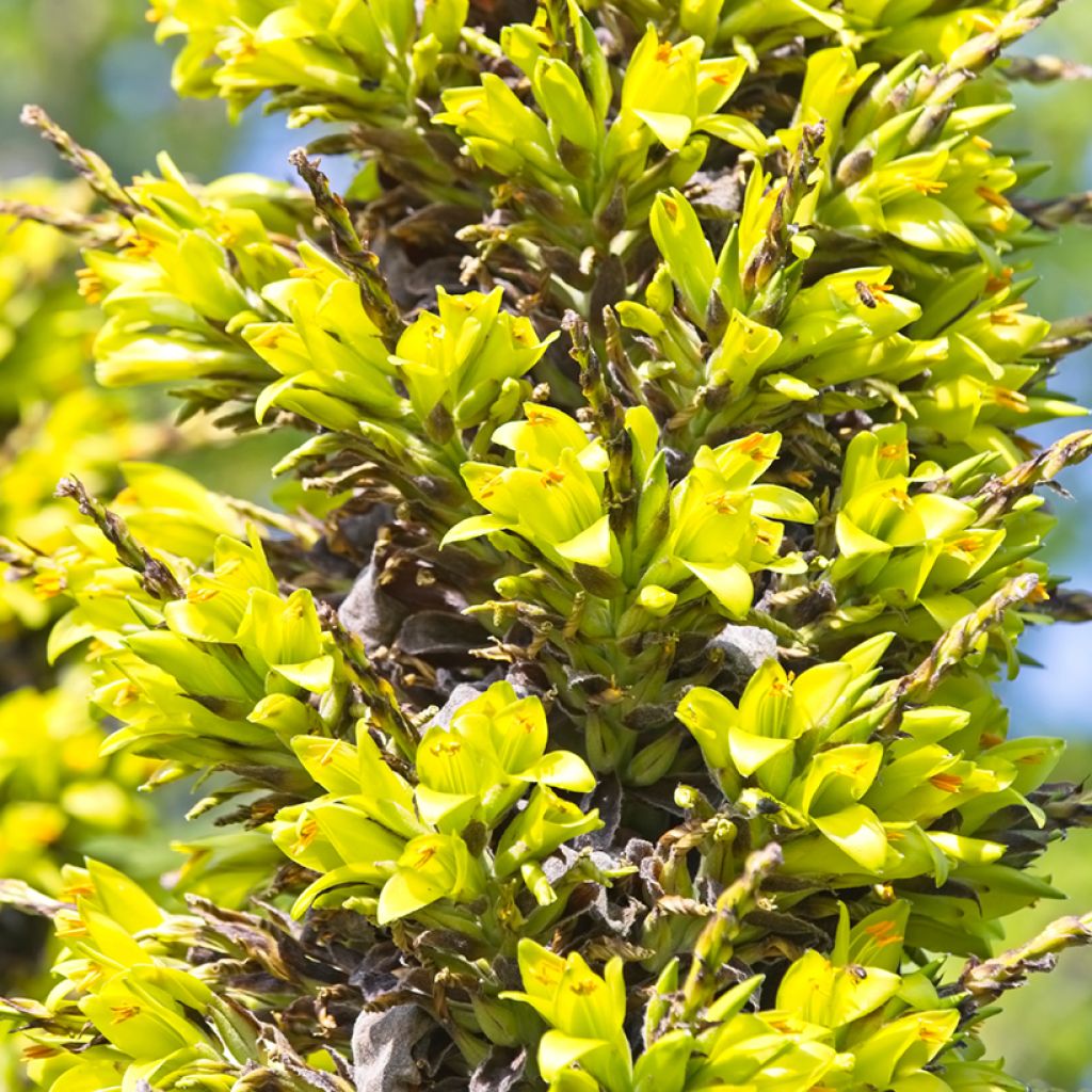 Puya chilensis