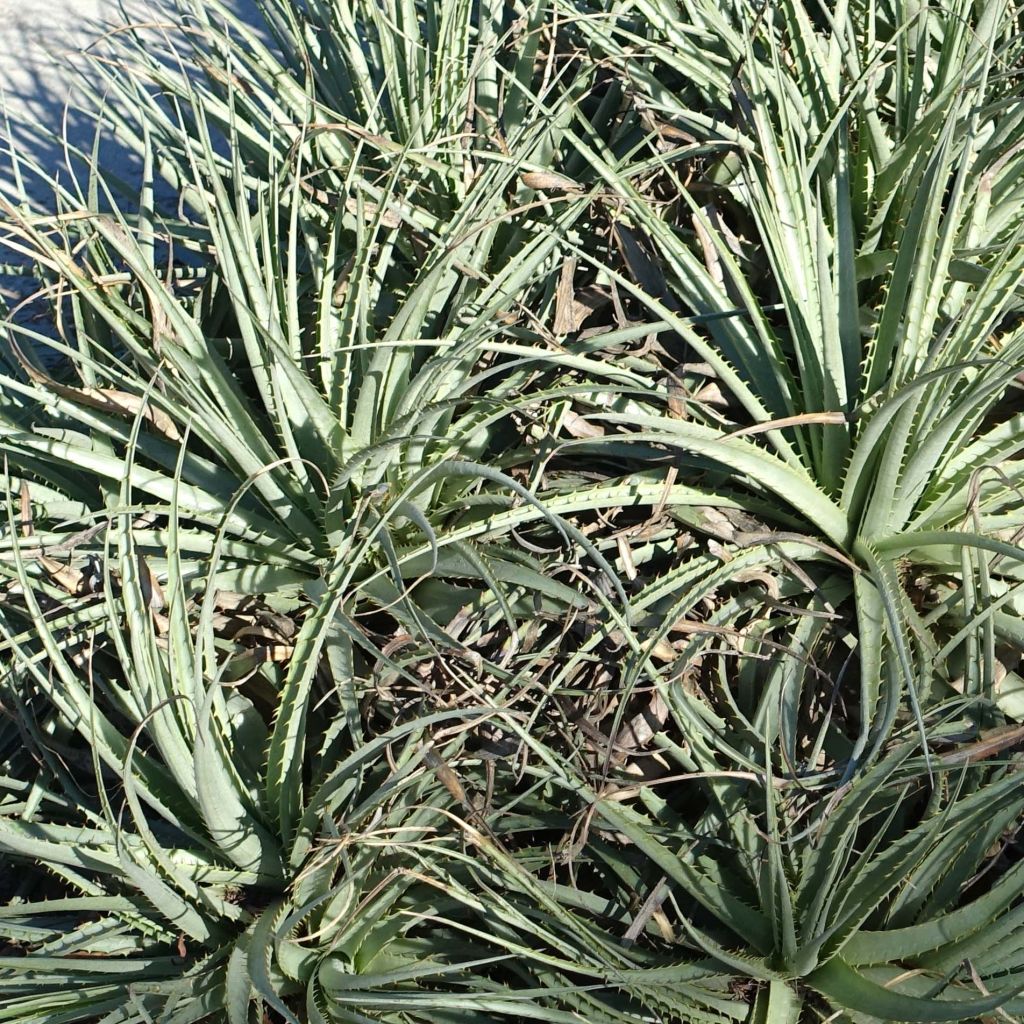 Puya venusta