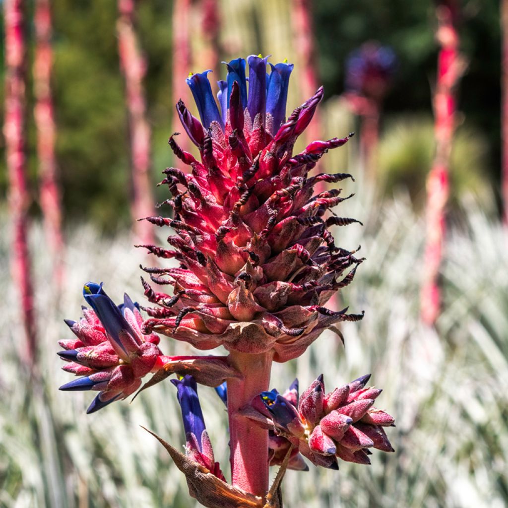 Puya venusta