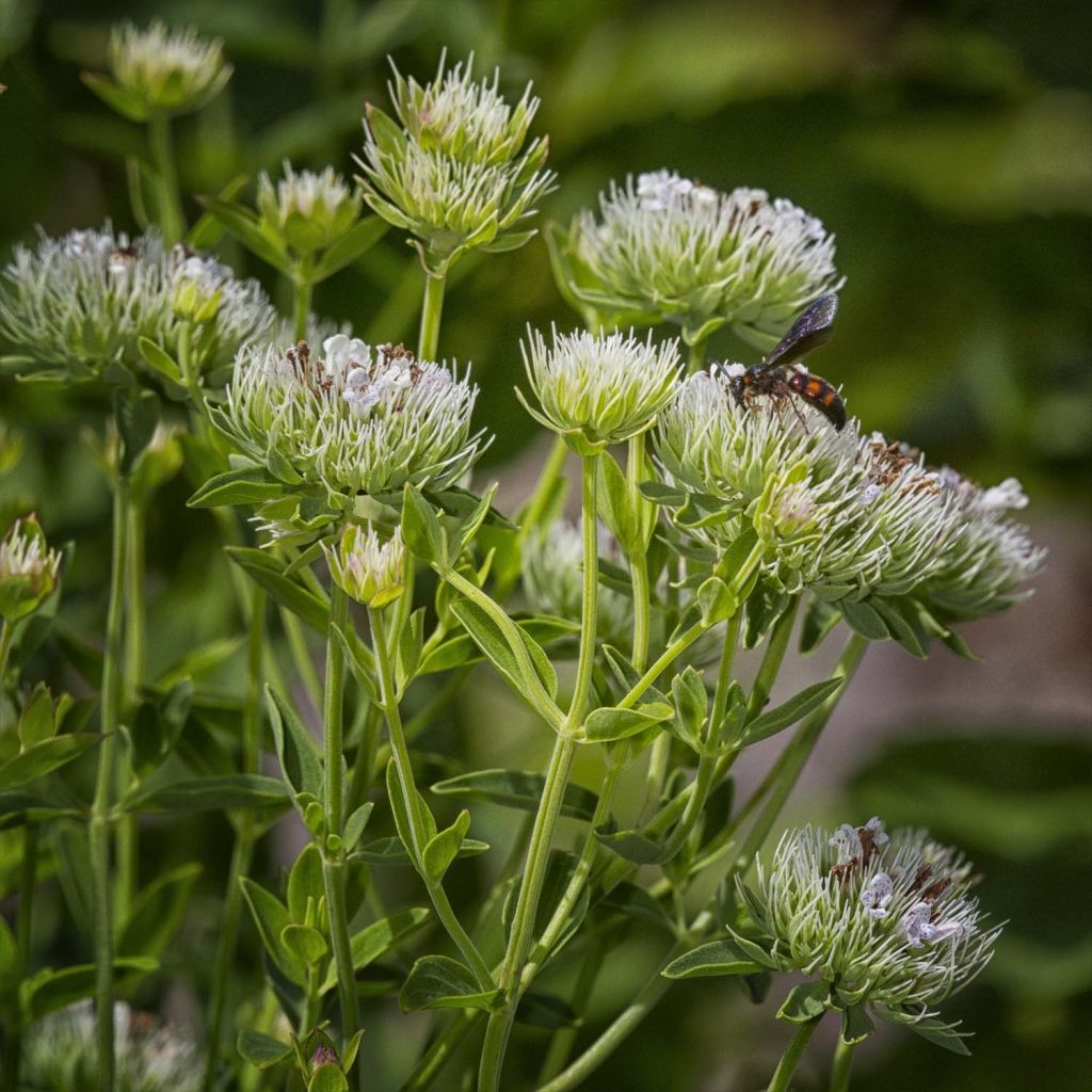 Pycnanthemum flexuosum - Menta di montagna