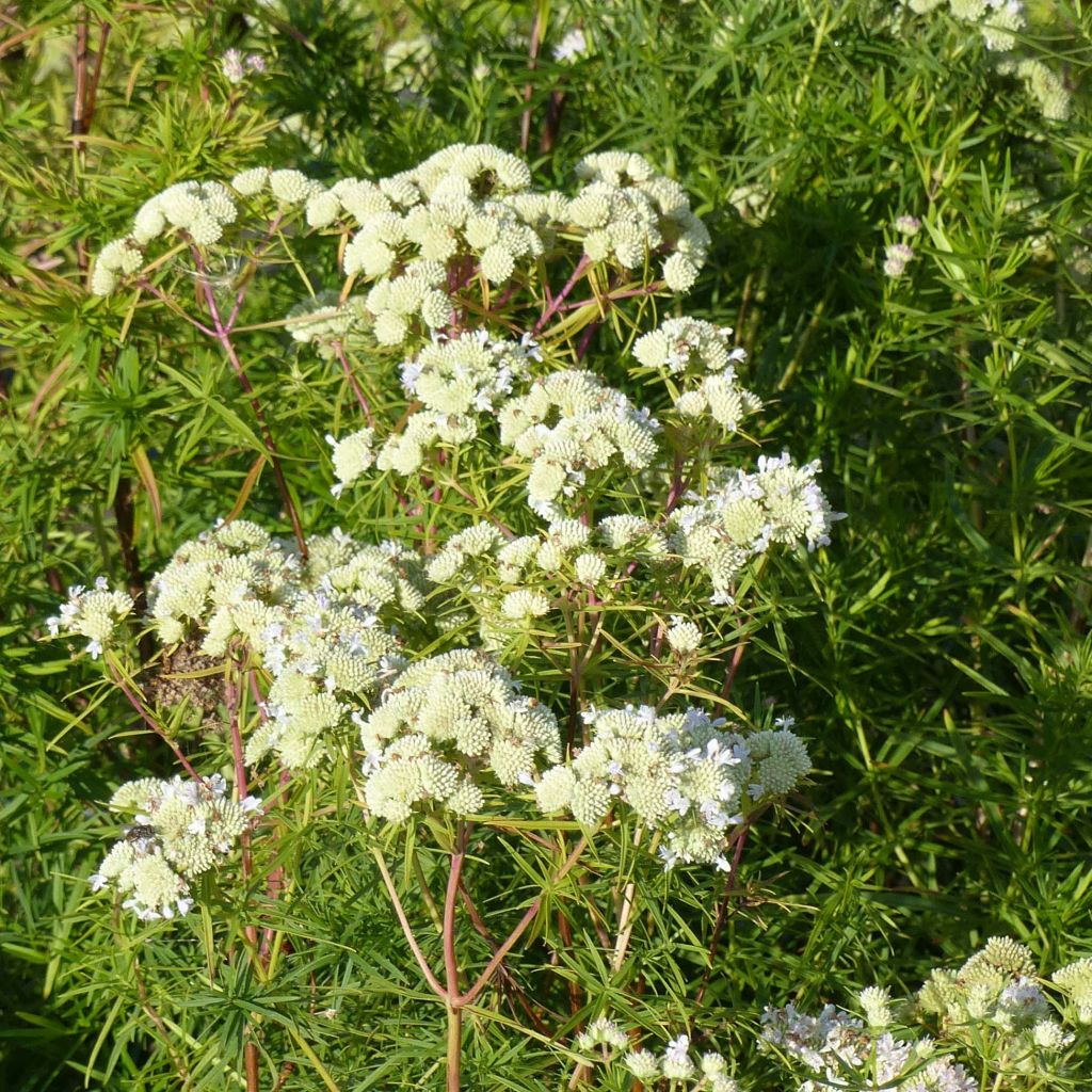 Pycnanthemum flexuosum - Menta di montagna