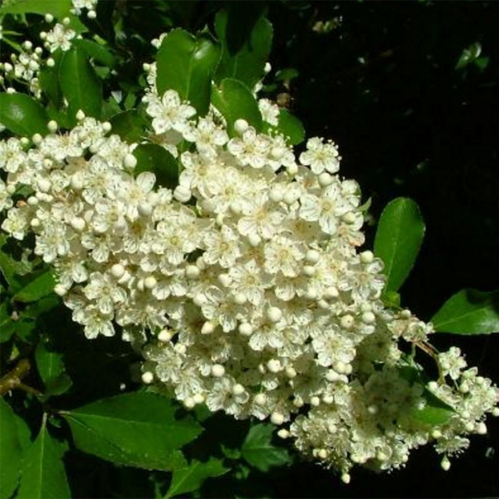 Pyracantha Golden Charmer - Buissont ardent jaune-orangé.