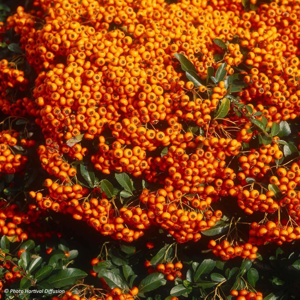 Pyracantha SAPHYR Orange