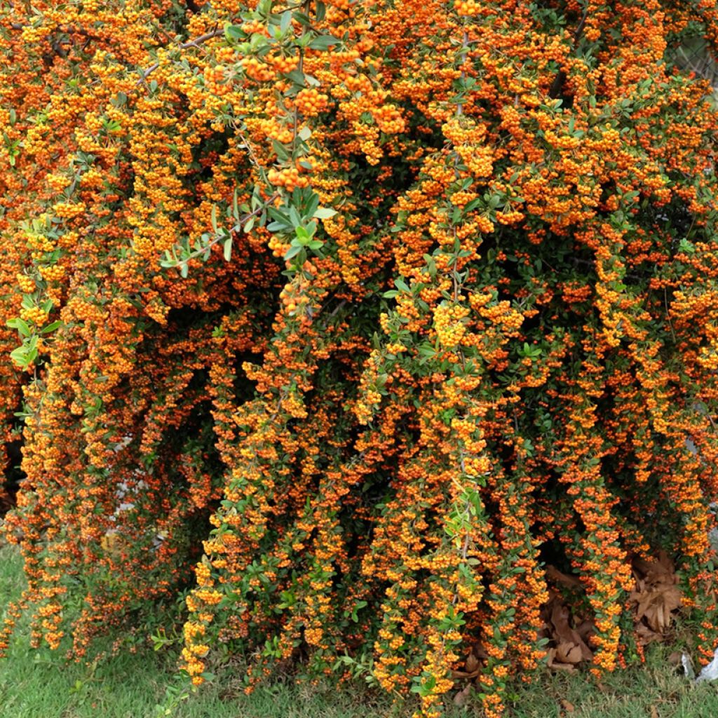 Pyracantha SAPHYR Orange