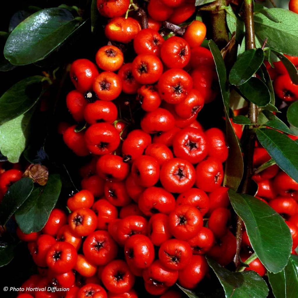 Pyracantha SAPHYR Rouge