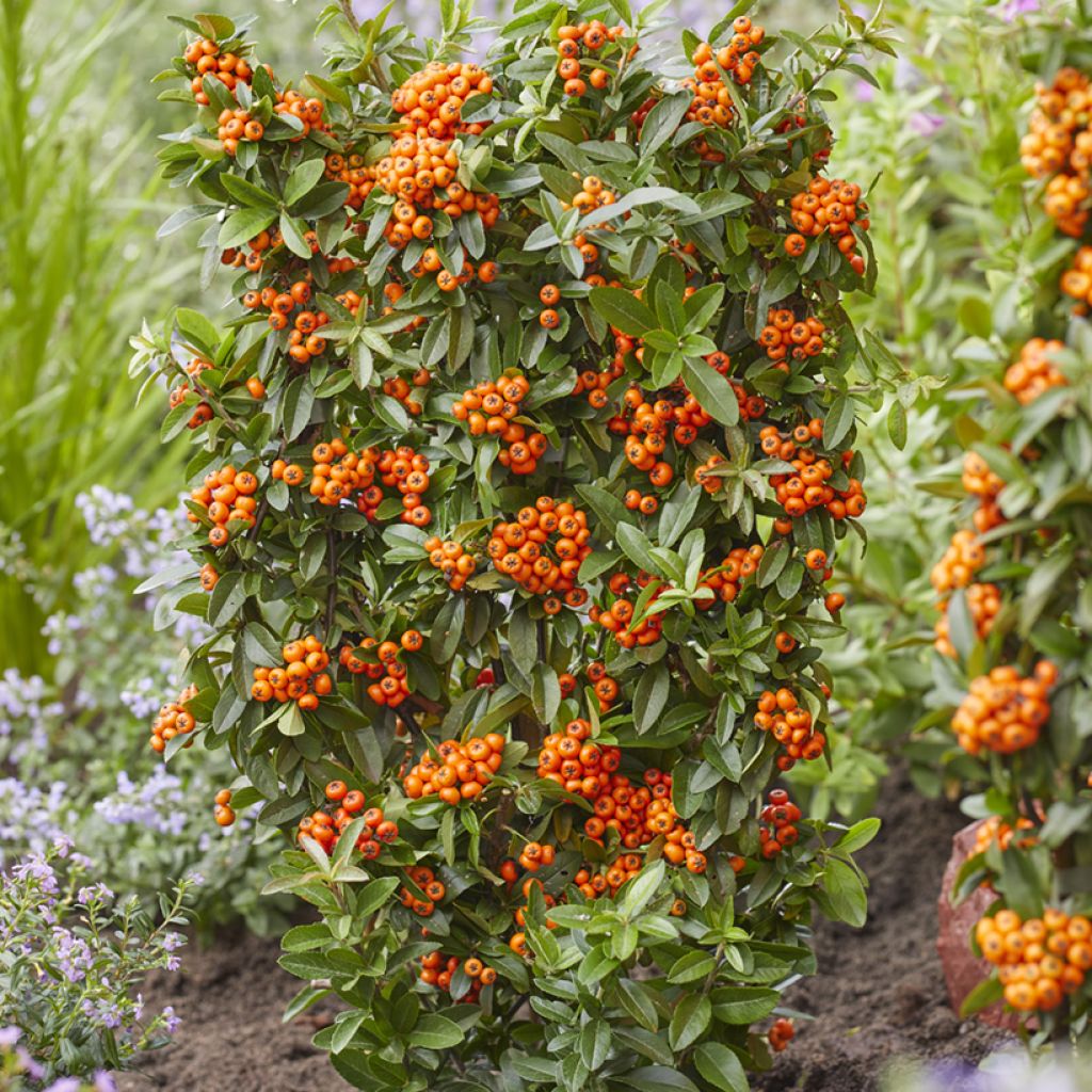 Pyracantha Orange Star