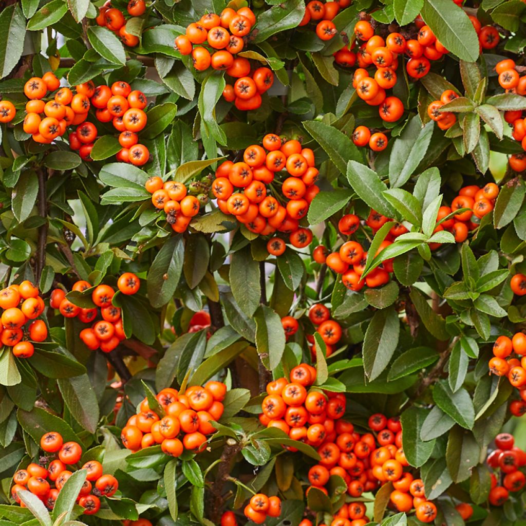 Pyracantha Orange Star