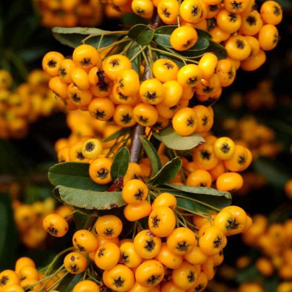 Pyracantha SAPHYR Jaune