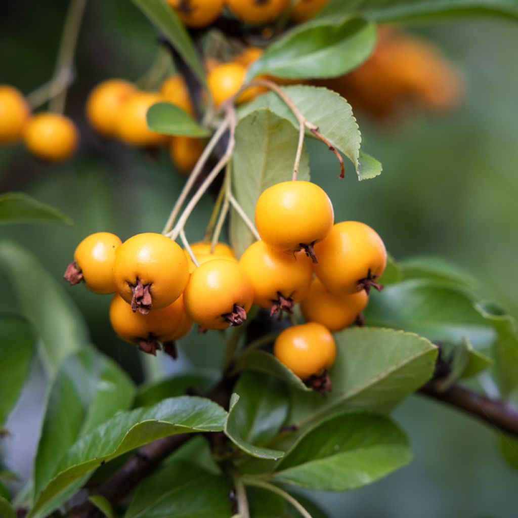 Pyracantha SAPHYR Jaune