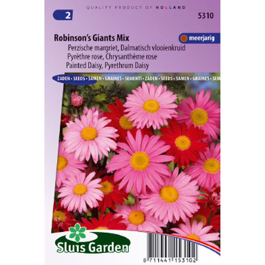 Chrysanthemum coccineum Robinson's Giants Mix - Crisantemo