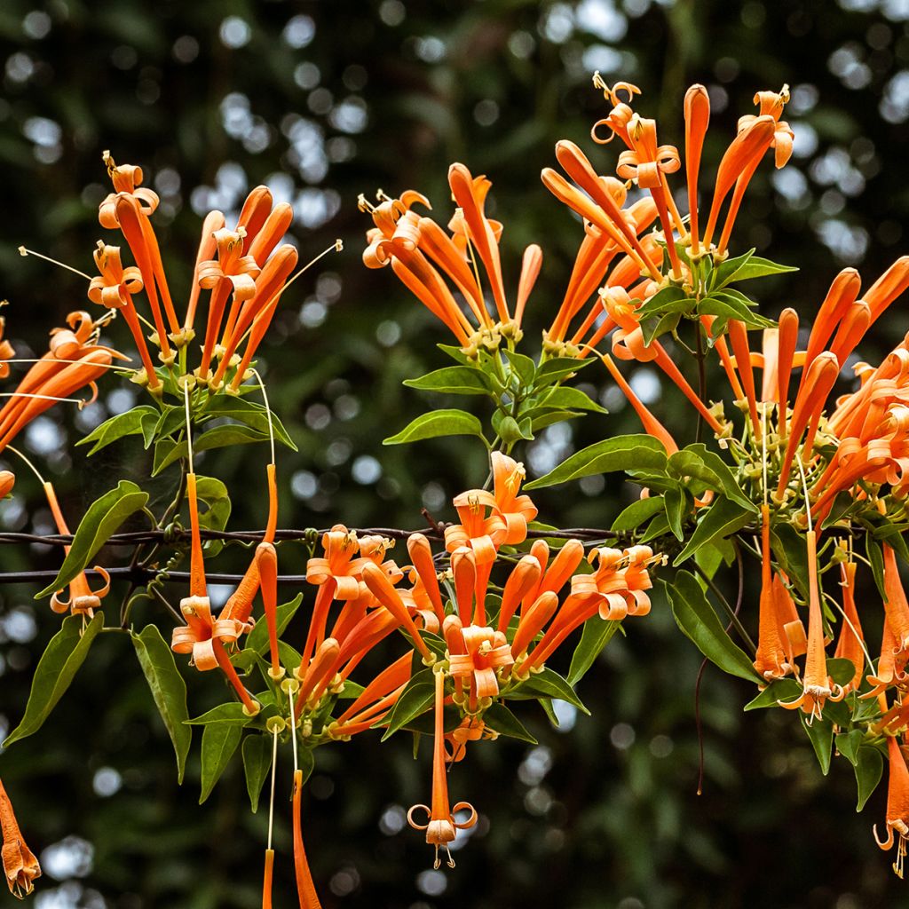 Pyrostegia venusta - Liane aurore, liane de feu