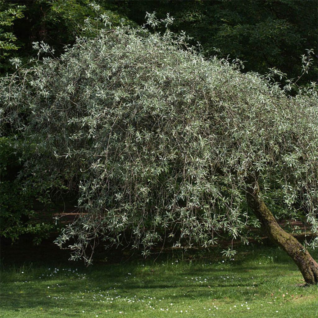 Pyrus salicifolia Pendula - Poirier pleureur à feuilles de saule