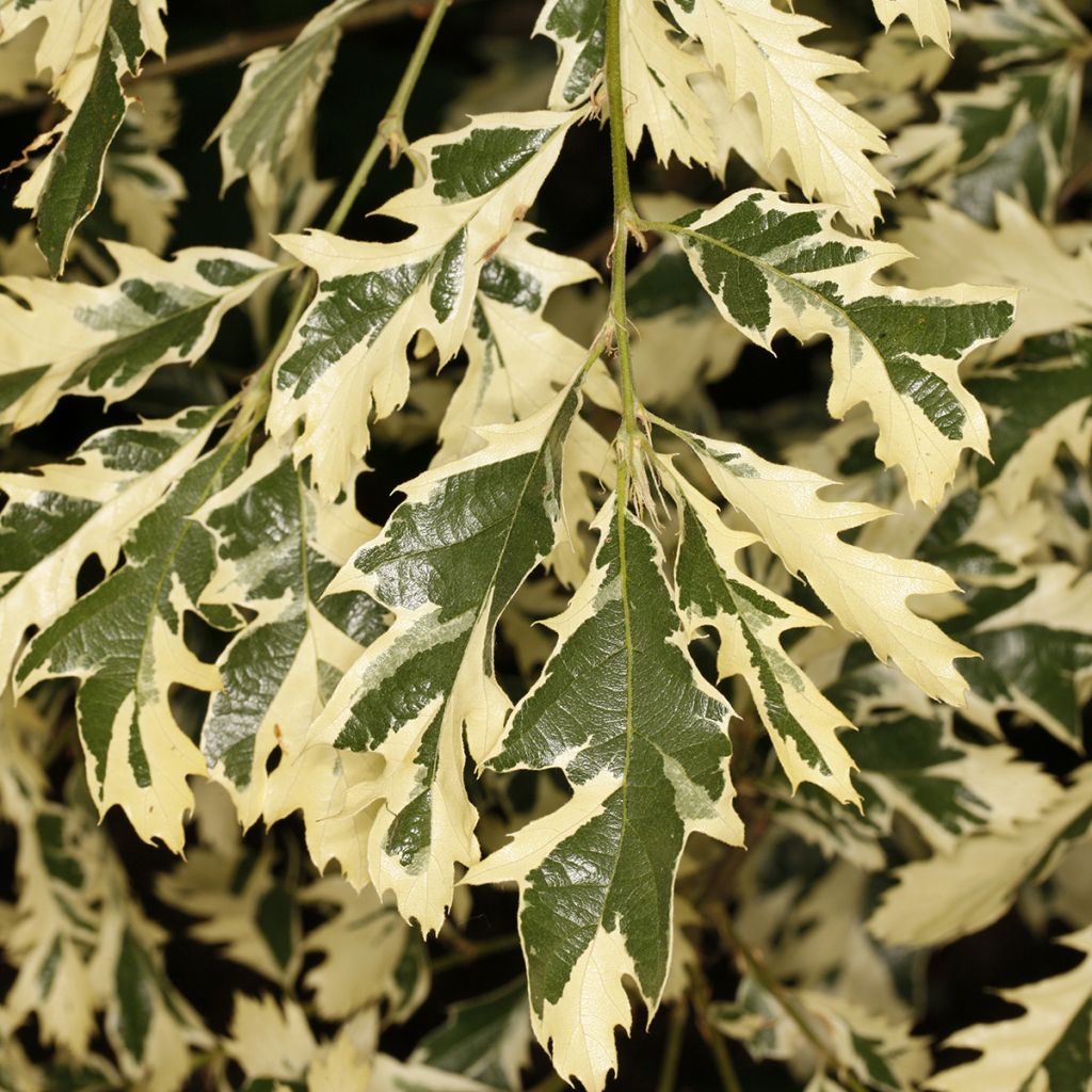 Quercus cerris Variegata - Cerro