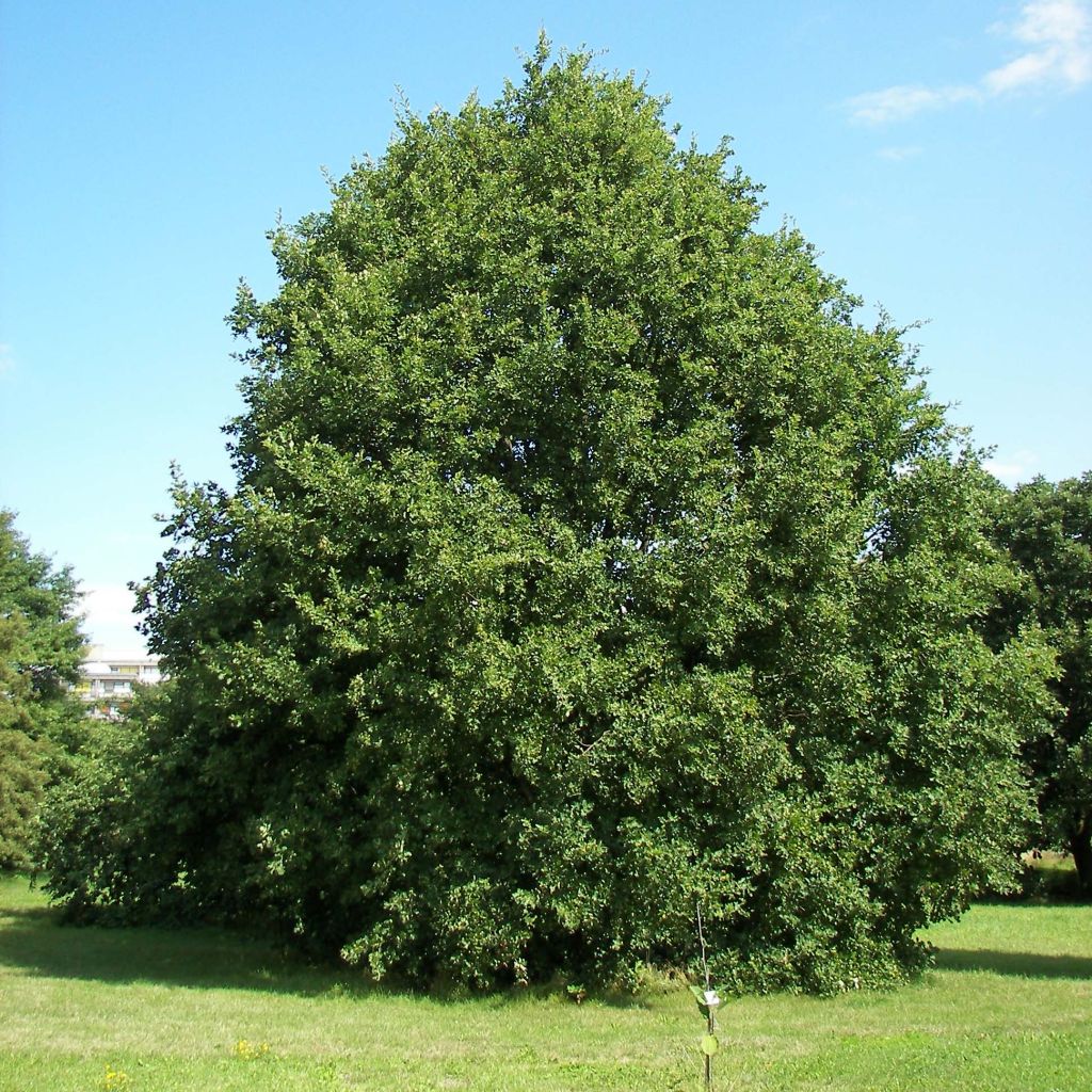 Quercus petraea - Quercia rovere