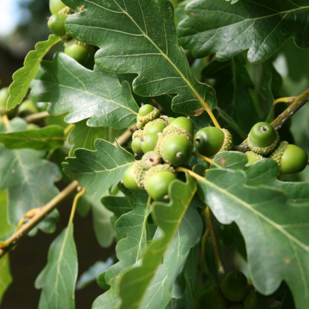 Quercus petraea - Quercia rovere