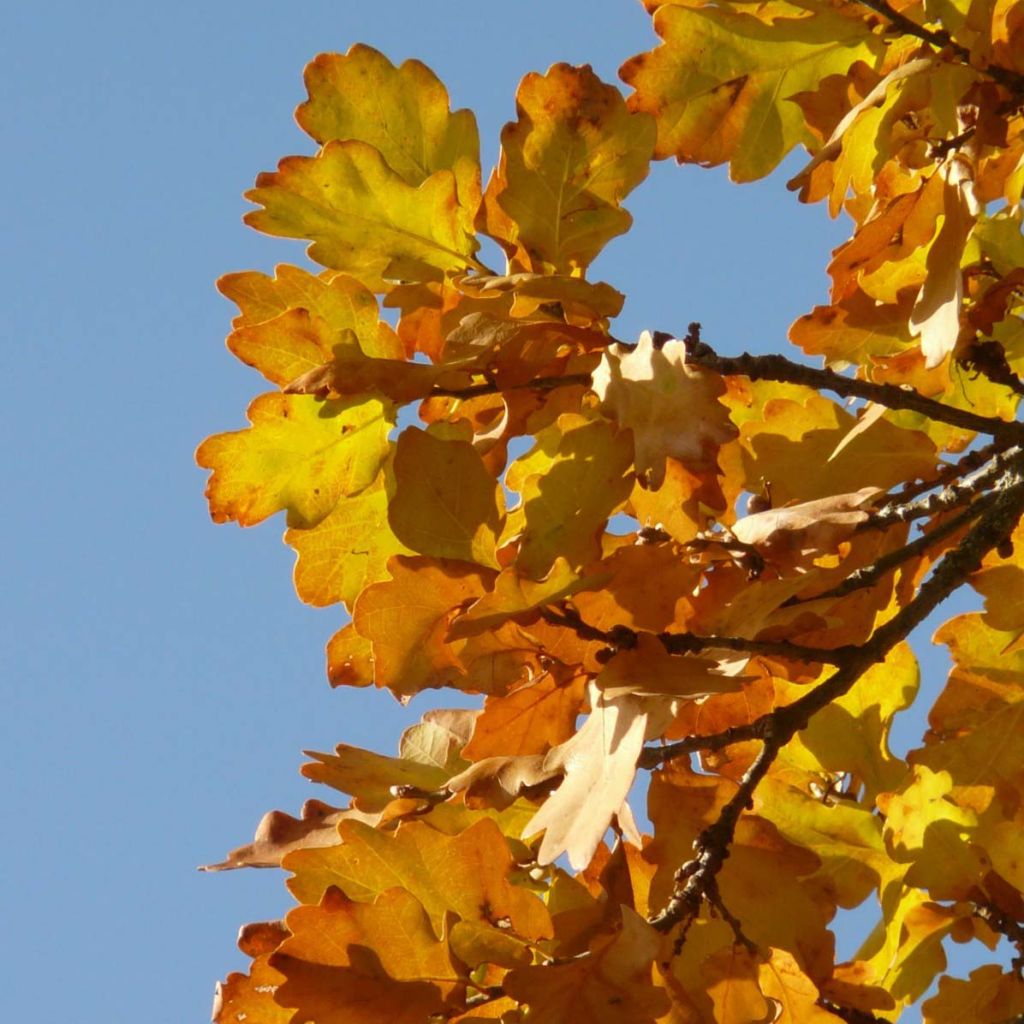 Quercus petraea - Quercia rovere