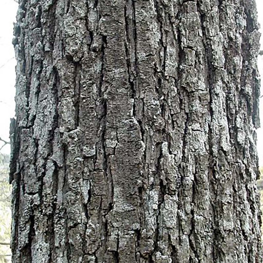 Quercus petraea - Quercia rovere