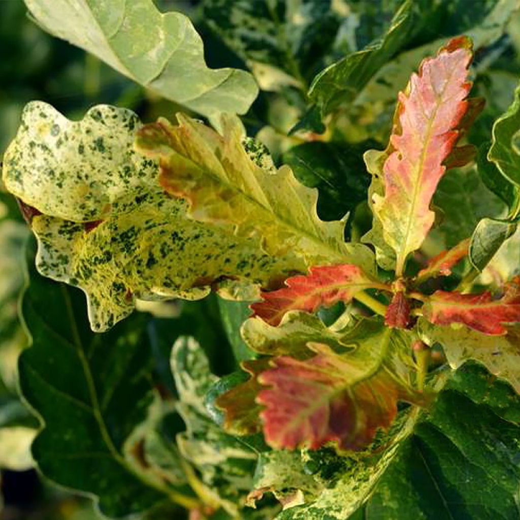 Quercus petraea Włodzimierz Seneta - Quercia rovere