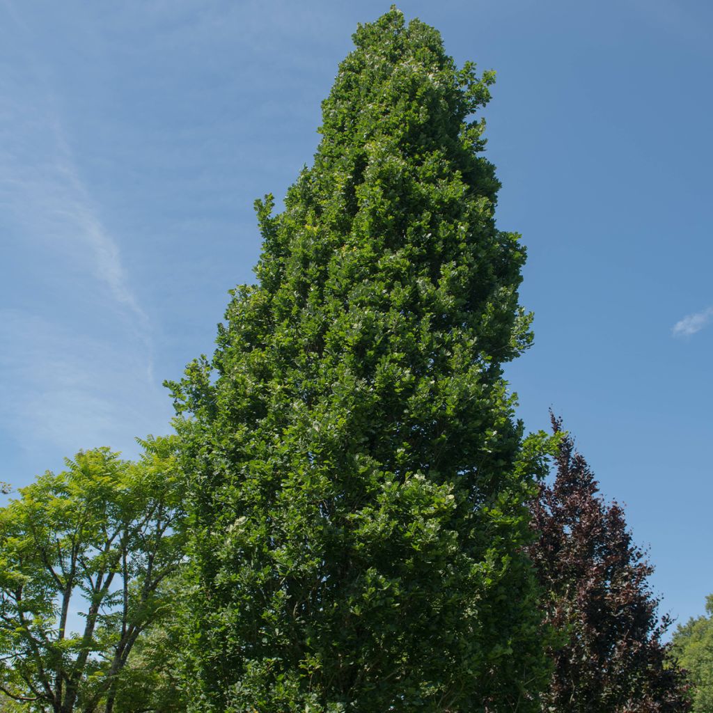 Quercus robur Fastigiata Koster - Farnia