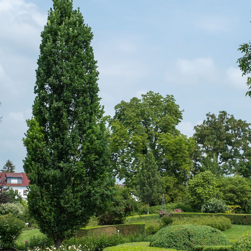 Quercus robur Fastigiata Koster - Farnia