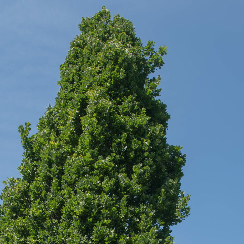 Quercus robur Fastigiata Koster - Farnia