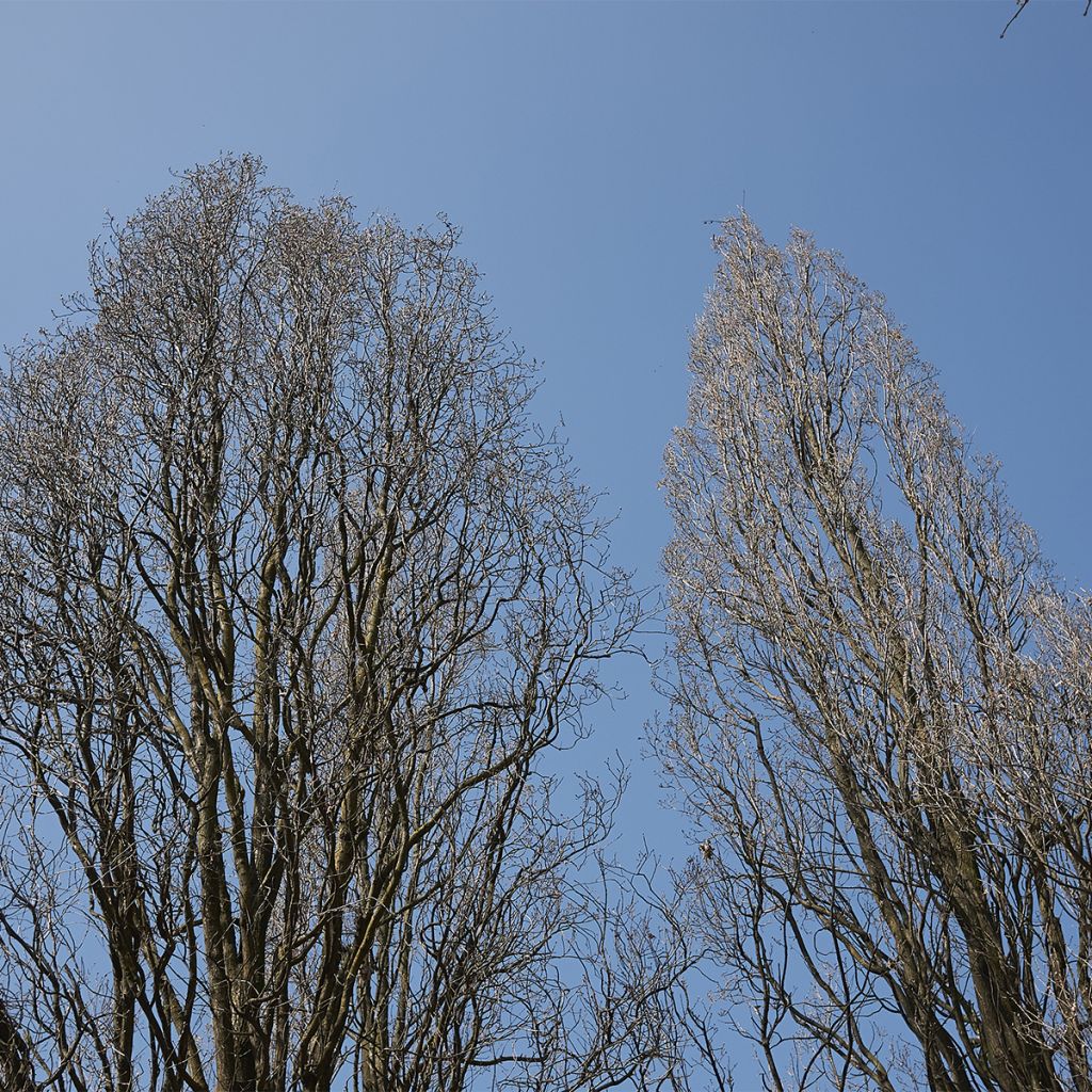 Chêne pédonculé - Quercus robur Fastigiata