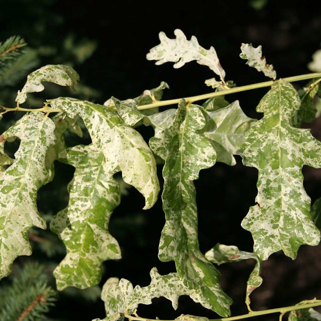 Quercus robur Jan Zamoyski - Farnia