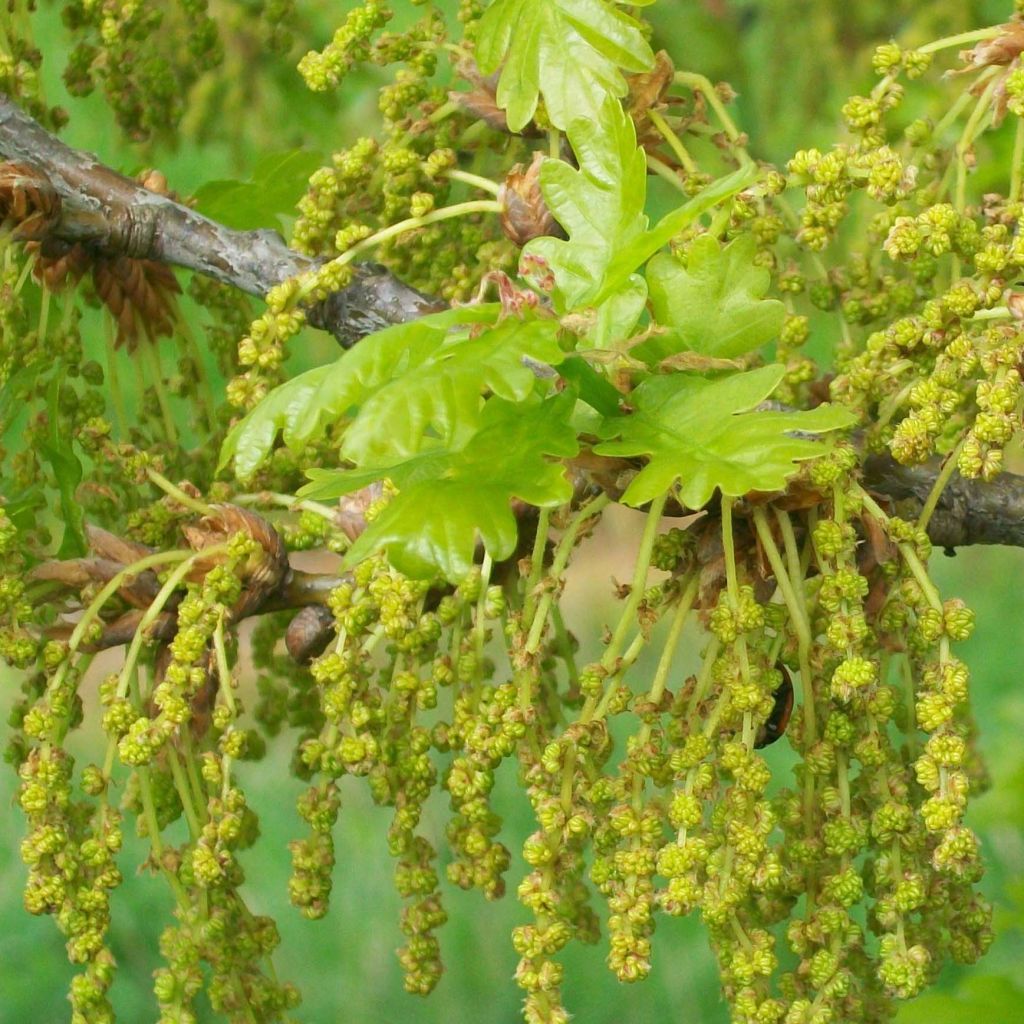 Chêne pédonculé - Quercus robur (pedonculata)