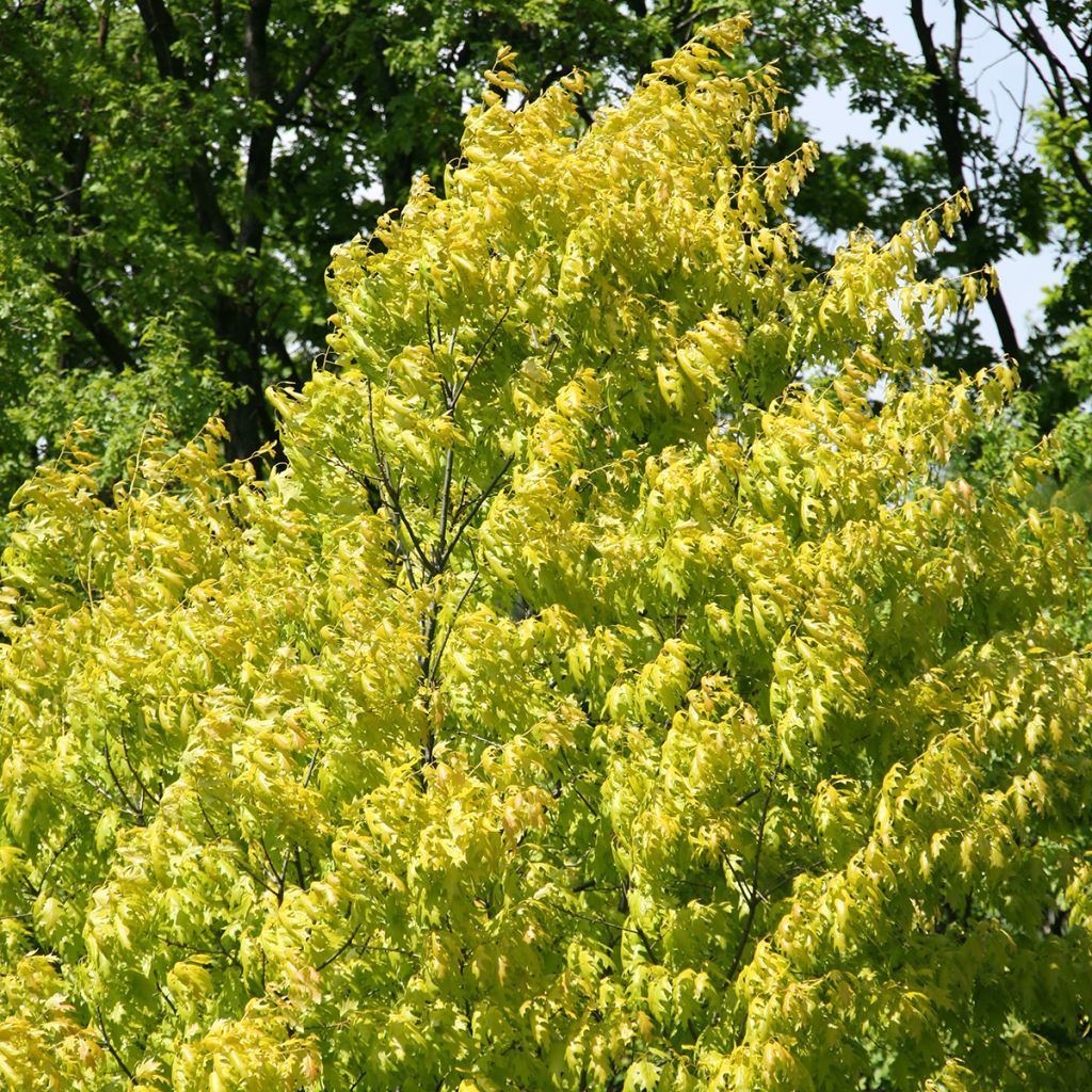 Quercus rubra Aurea - Quercia rossa