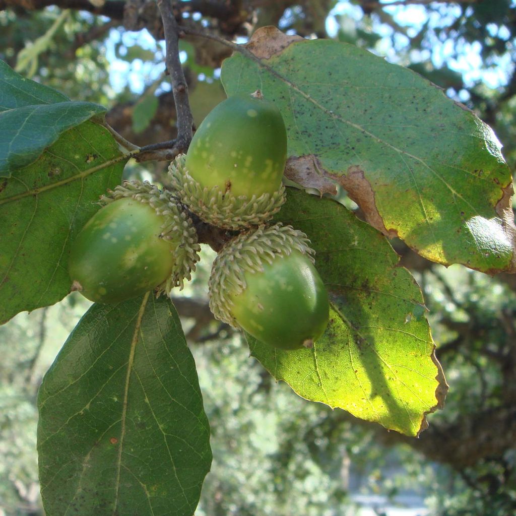 Chêne liège - Quercus suber