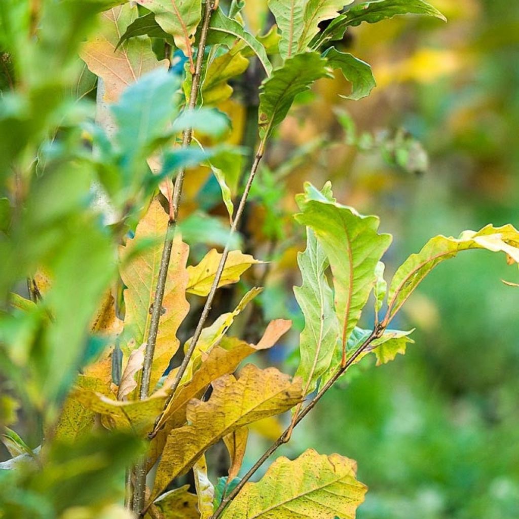 Quercus warei Windcandle - Quercia