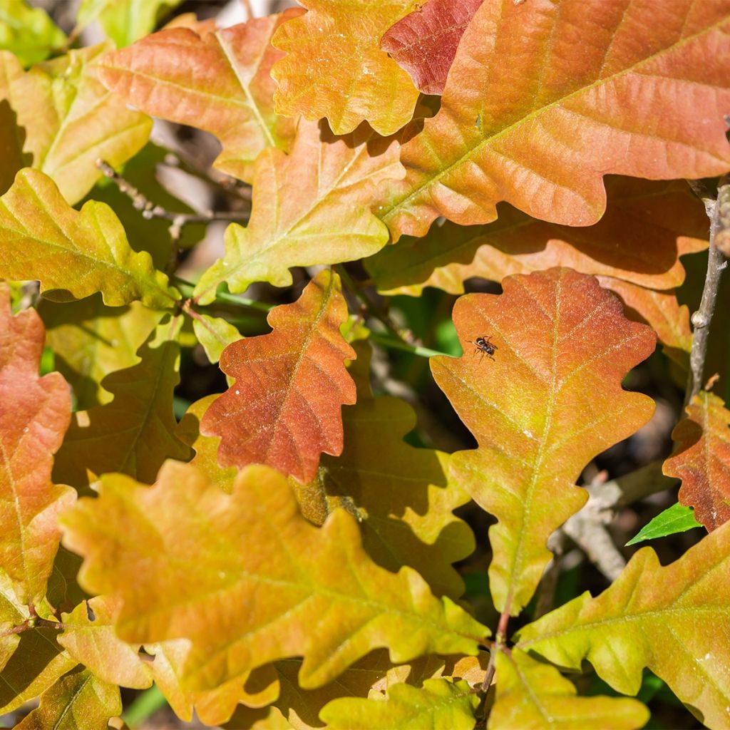 Quercus warei Windcandle - Quercia