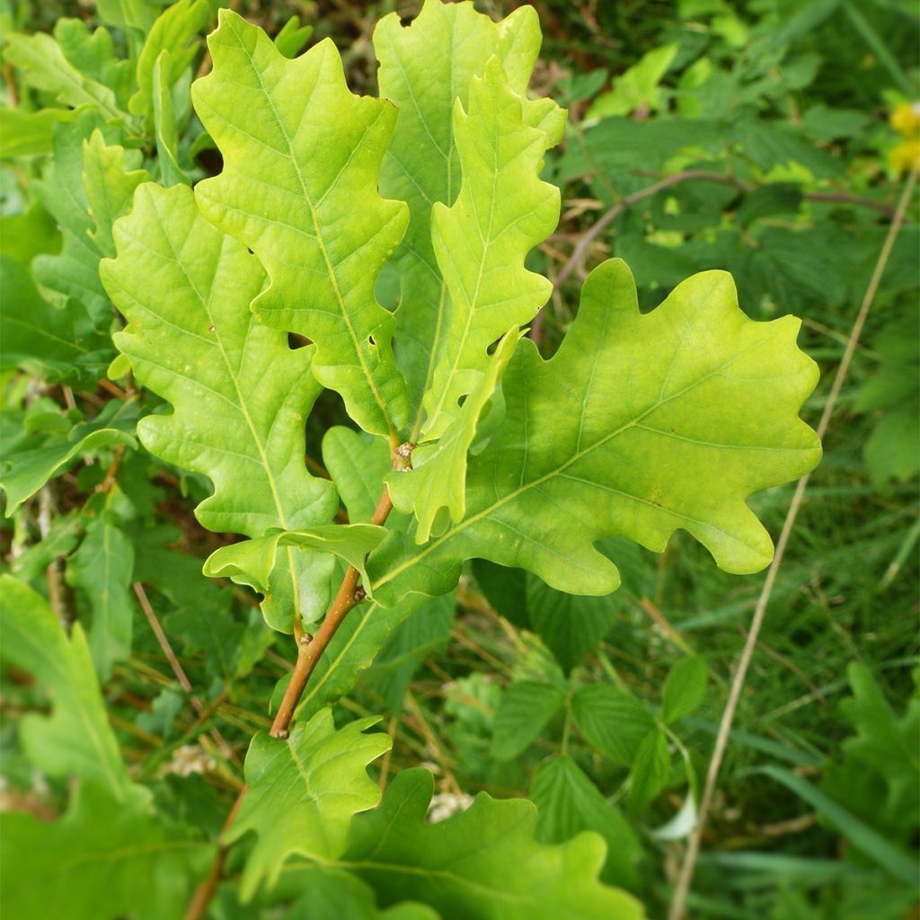 Quercus warei Windcandle - Quercia