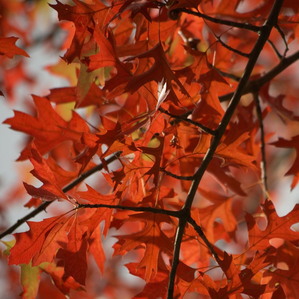 Chêne des marais, Chêne épingle - Quercus palustris