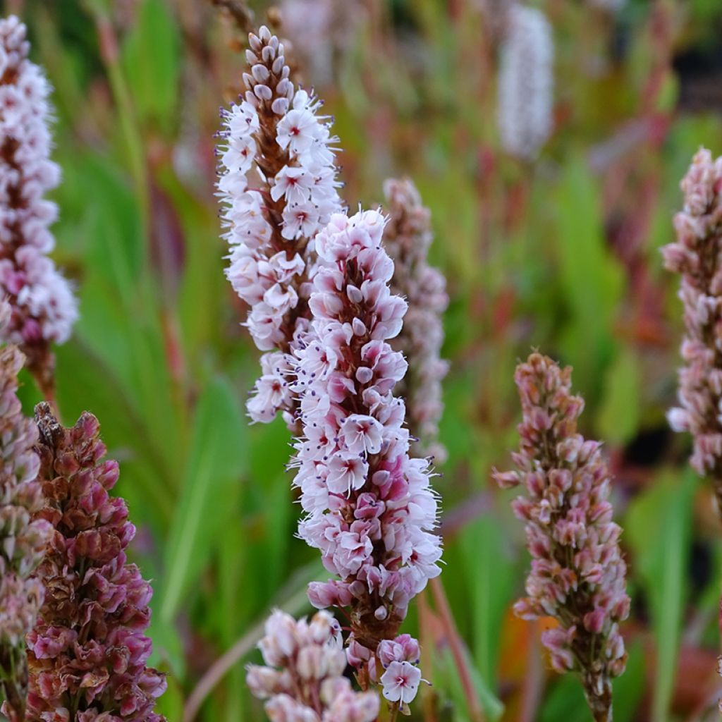 Renouée - Persicaria affinis Kabouter