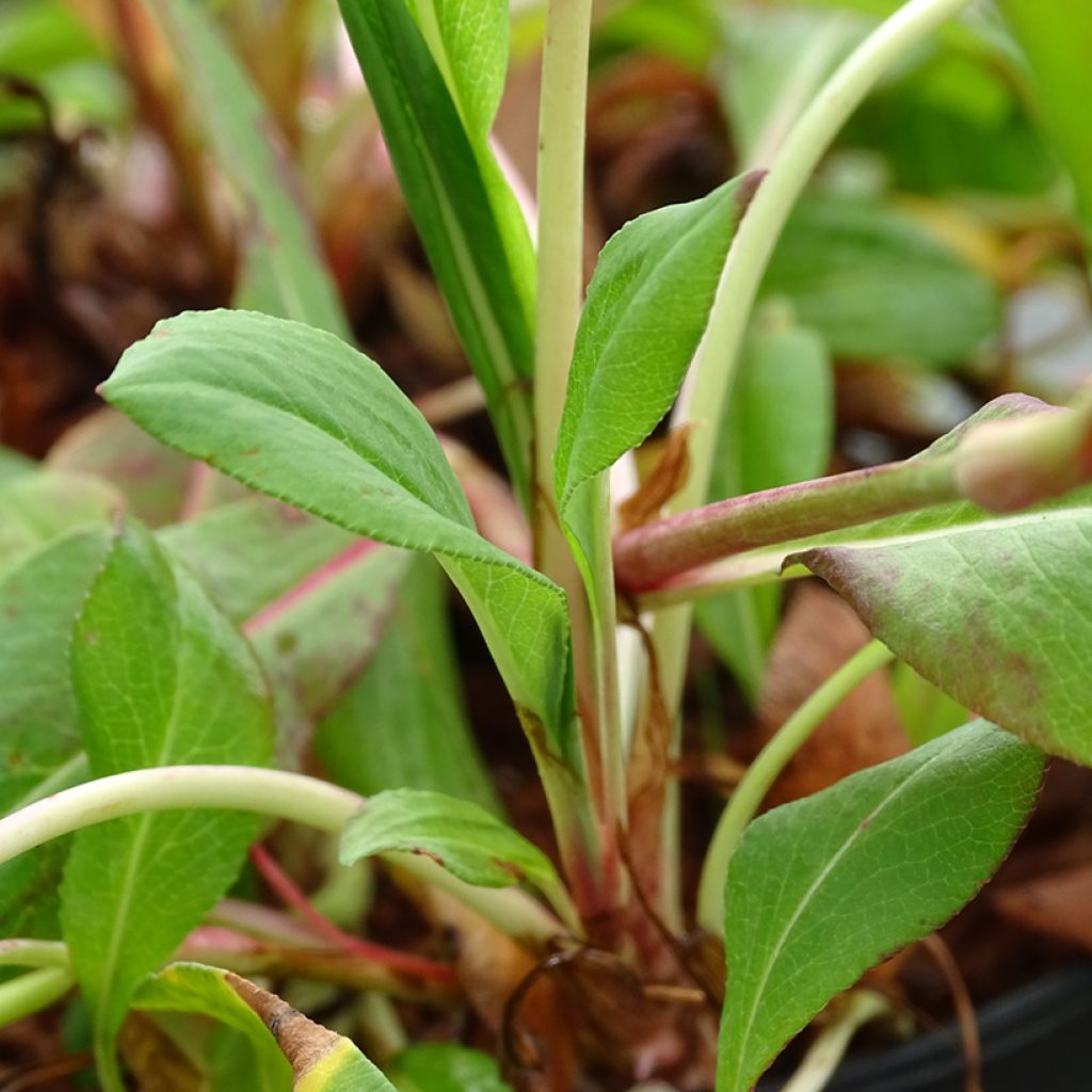 Renouée - Persicaria affinis Donald Lowndes