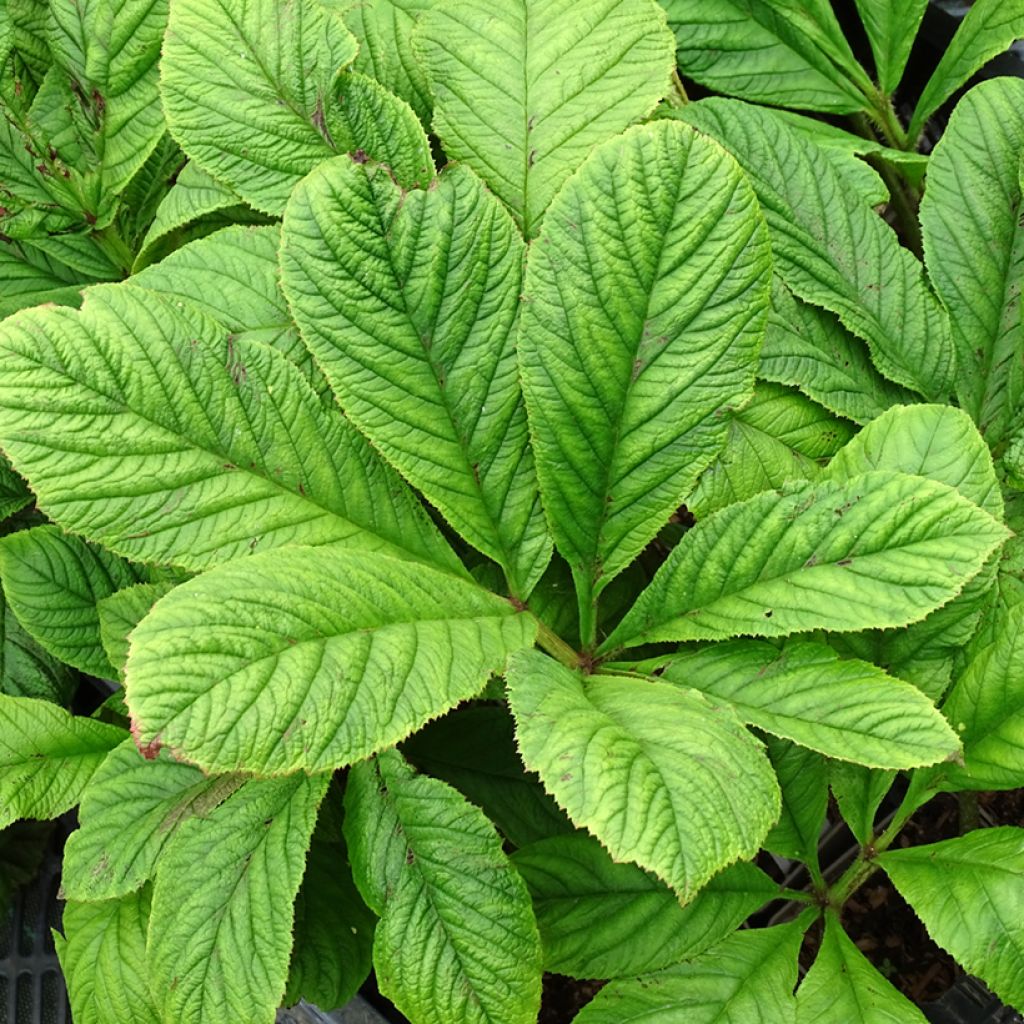 Rodgersia La Blanche