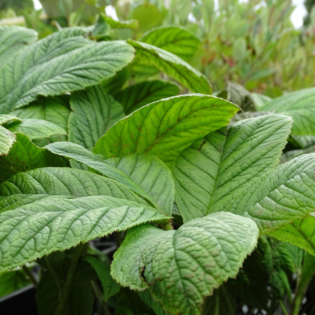 Rodgersia La Blanche