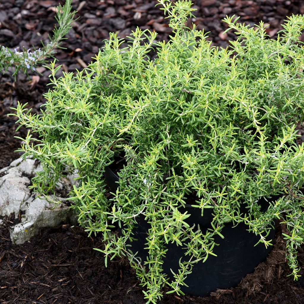 Salvia rosmarinus 'Capri' - Rosmarino