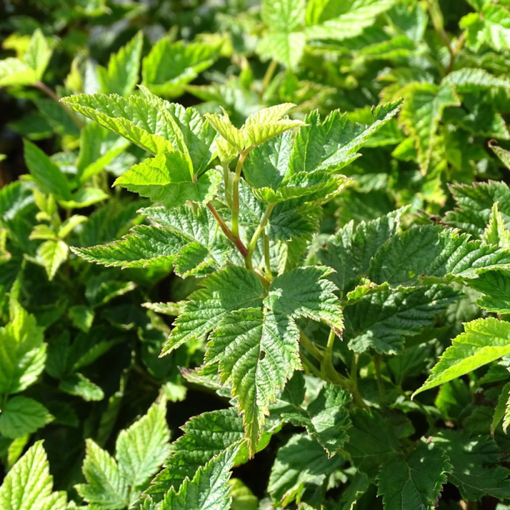 Rubus spectabilis Olympic Double - Rovo ornamentale