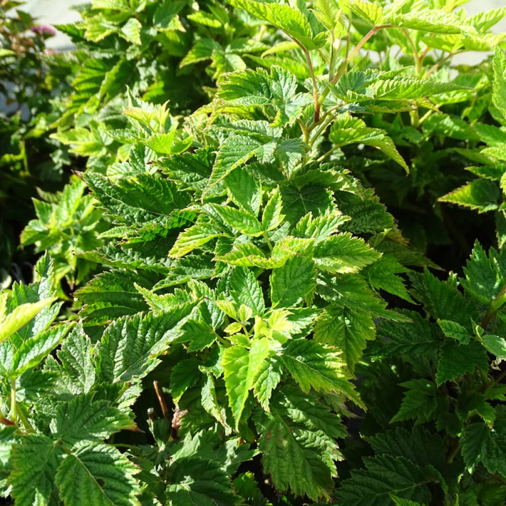 Rubus spectabilis Olympic Double - Rovo ornamentale