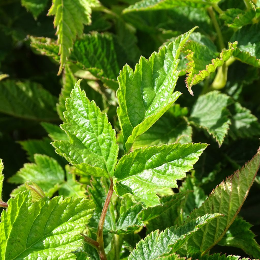 Rubus spectabilis Olympic Double - Rovo ornamentale