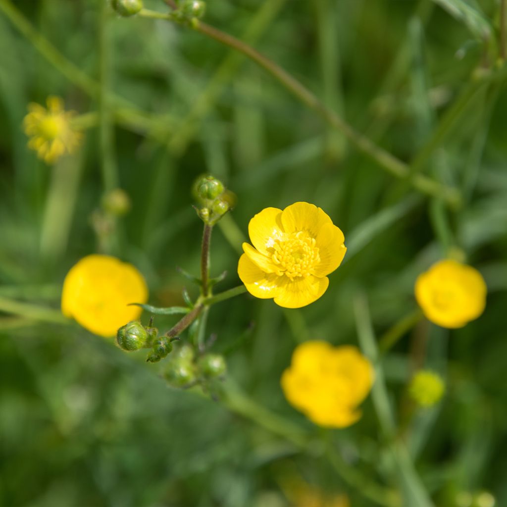 Ranunculus acris - Bouton d'or