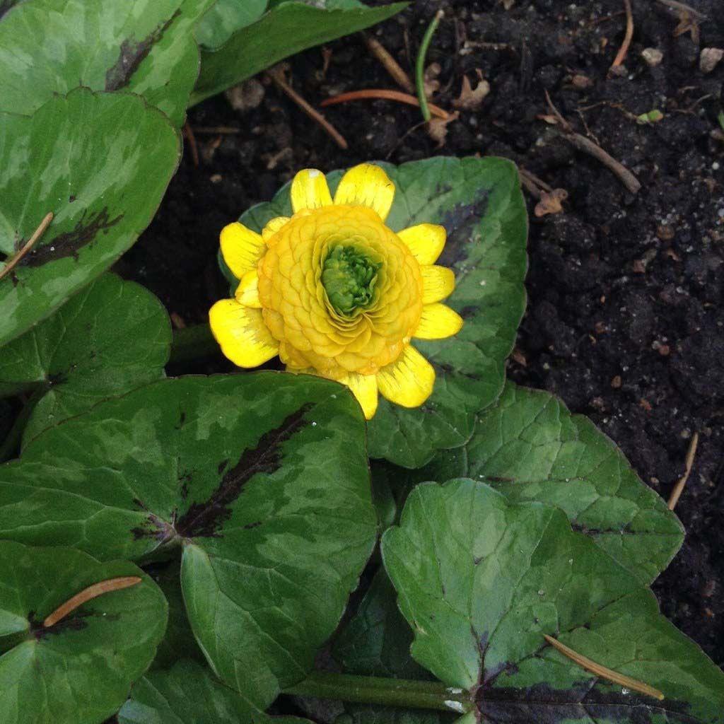 Ranunculus ficaria Collarette - Ficaire fausse-renoncule.