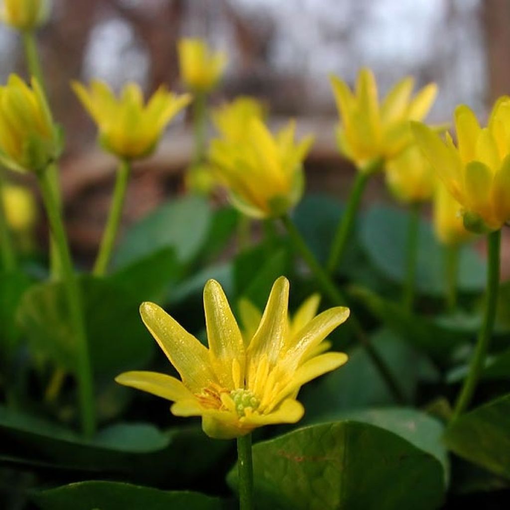 Ranunculus ficaria verna - Ficaire fausse-renoncule