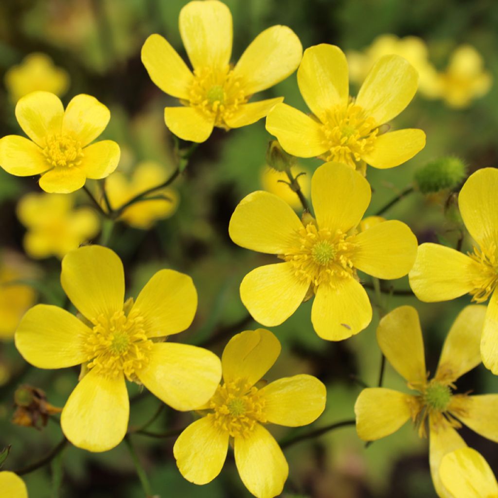 Ranunculus flammula - Renoncule flammette