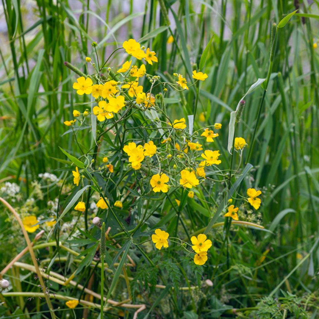 Ranunculus flammula - Renoncule flammette