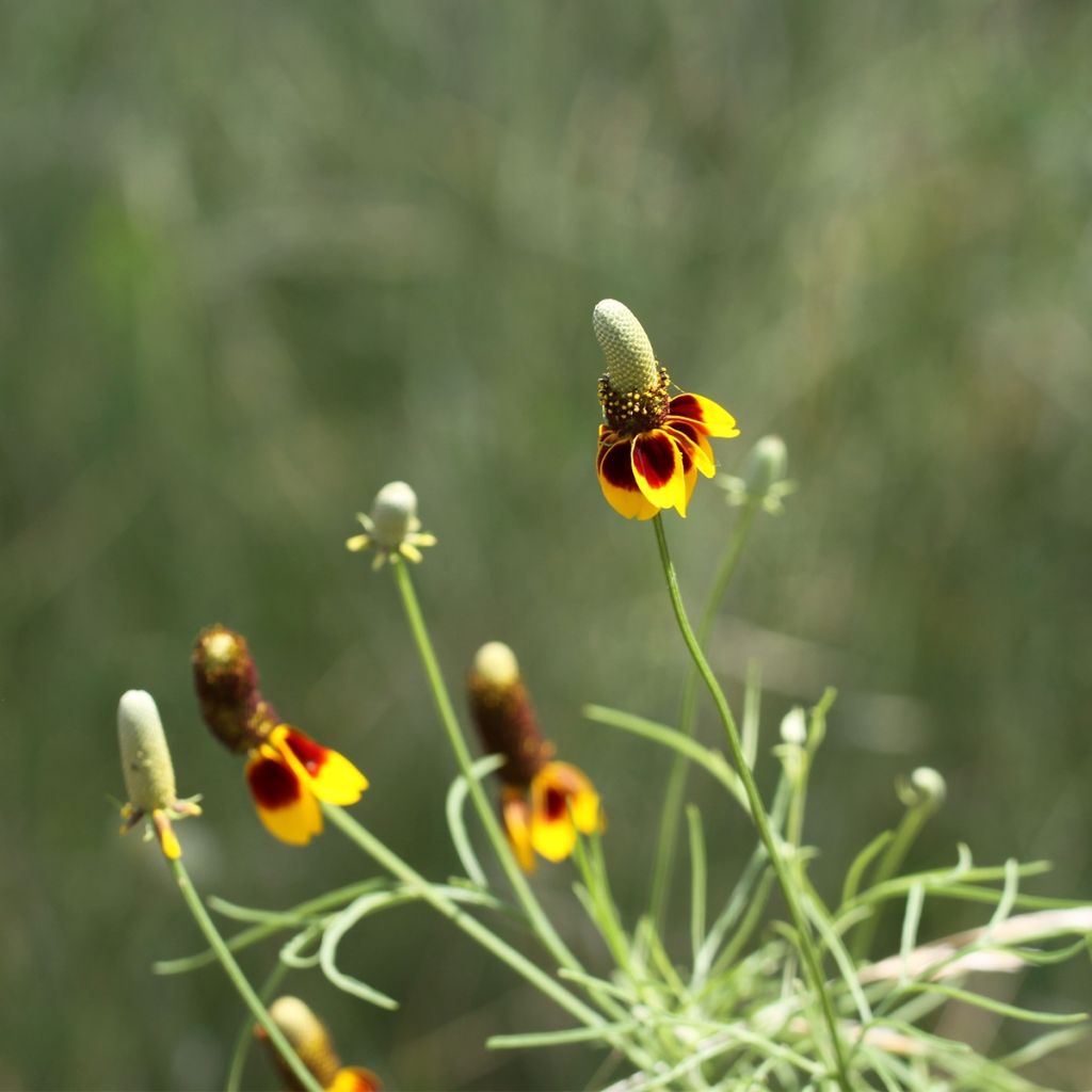 Graines de Ratibida columnifera Chapeau mexicain