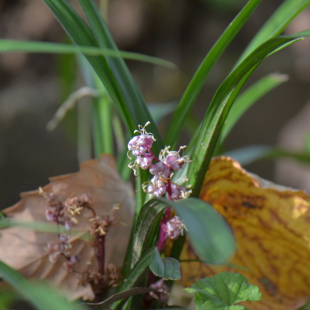 Reineckea carnea