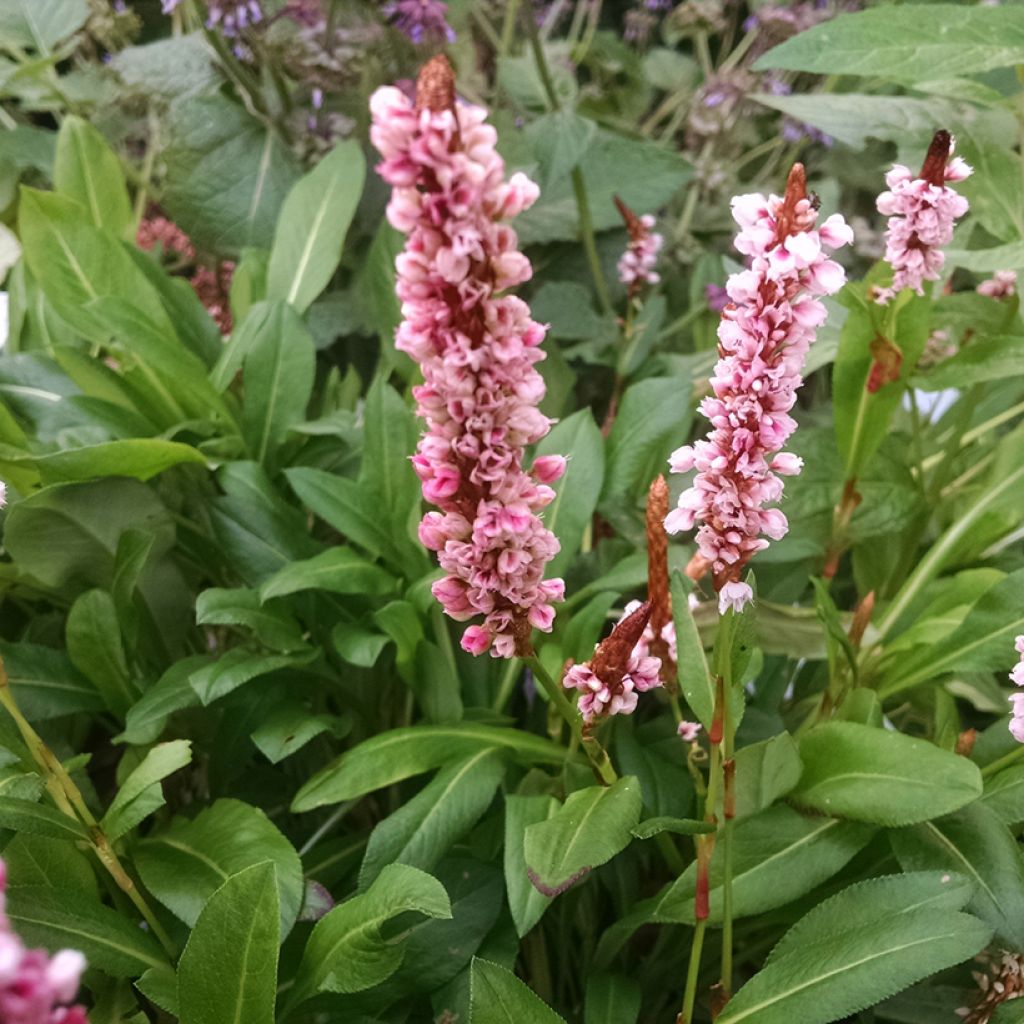 Persicaria affinis Donald Lowndes